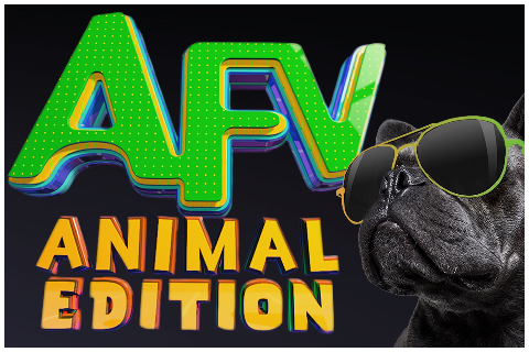 Americas Funniest Animals Logo